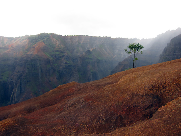 lonely-tree