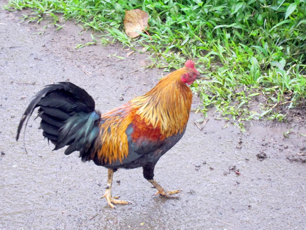 rooster