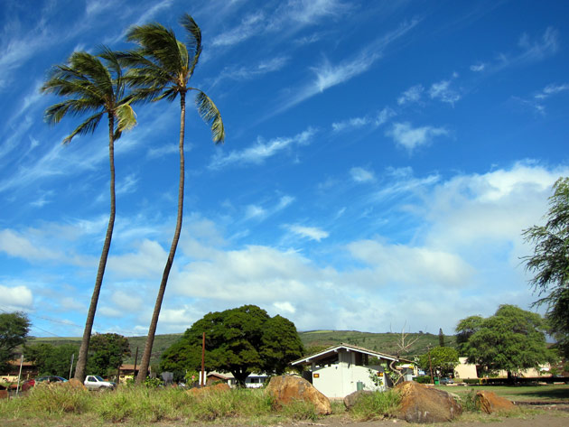 waimea-palms